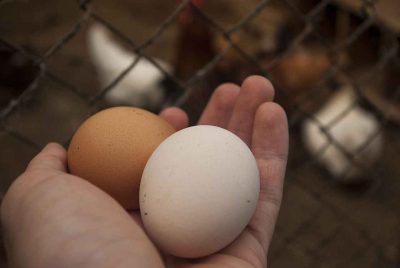 Ponte des poules : comment l’améliorer